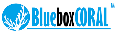 Logo firmy Akwarystyka morska BlueBoxCoral